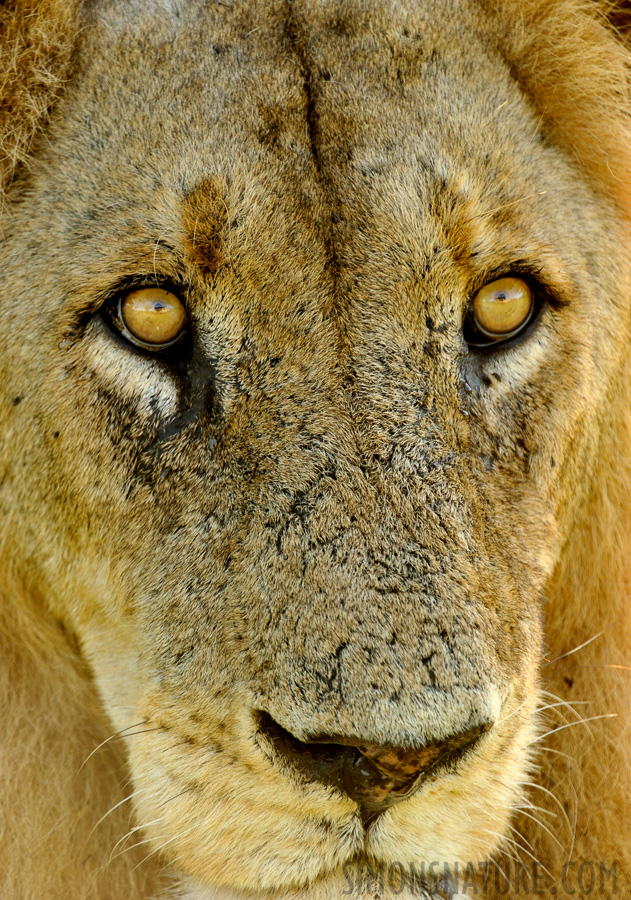 Panthera leo melanochaita [550 mm, 1/250 sec at f / 8.0, ISO 1000]